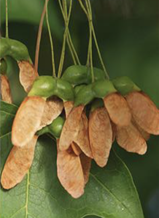 <p>samara in pairs, nearly parallel to slightly divergent, seeds pea-like</p>