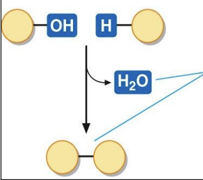 <ul><li><p>MAKE REACTION</p></li></ul><p>result in the formation of a chemical bond that joins molecules together. when a condensation reaction occurs, a molecule of water is released</p>