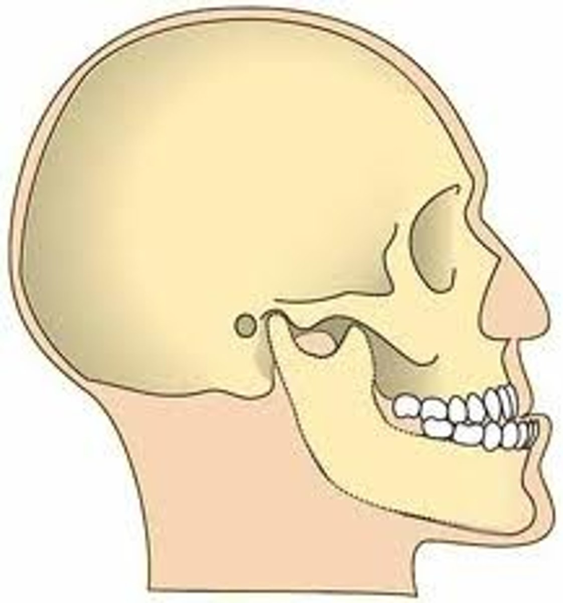 <p>where part of the face below the nose protrudes</p>