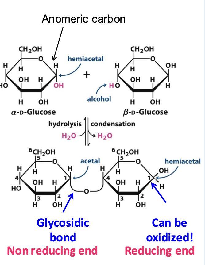 <p>Covalent bond that links monosaccharides together. It forms when a OH group of one is attached to an anomeric carbon (hemiacetal) of another. This bond can be reversed by hydrolysis.</p><p>✦ <strong>α-Glycosidic Bond</strong>: The OH group on the anomeric carbon is <strong>trans</strong> to the CH₂OH group.</p><p>✦<strong> β-Glycosidic Bond</strong>: The hydroxyl group on the anomeric carbon is <strong>cis</strong> to the CH₂OH group.</p>
