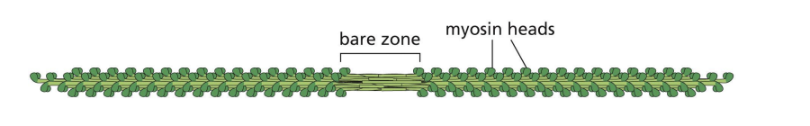 <p>Bipolar filament has a central bare zone = free of myosin head domains.</p>