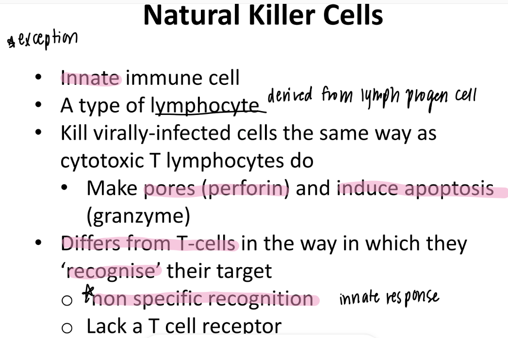 <p>NK = innate = NON-specific recognition = no T cell receptor</p><p>T cells = adaptive </p>