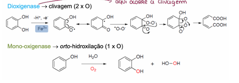 <p>Quem faz a oxidação dos aneis são as enzimas dioxigensase e mono-oxigenase. A que cliva o anel é a dioxigenase</p>