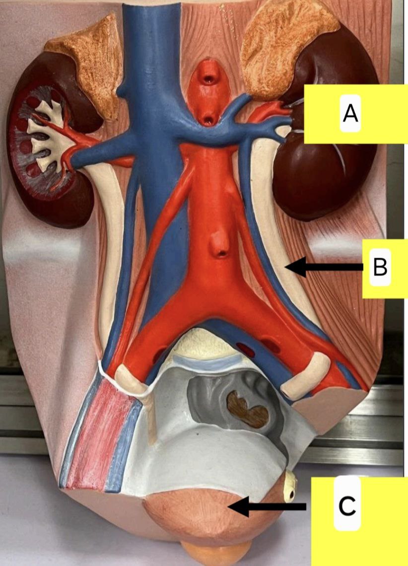 <p>Identify the following and answer these questions following questions</p><p></p><ul><li><p>Mention the function of A</p></li></ul><p></p><ul><li><p>Mention the function and length of B</p></li></ul><p></p><ul><li><p>Mention the function of C</p></li></ul><p></p>