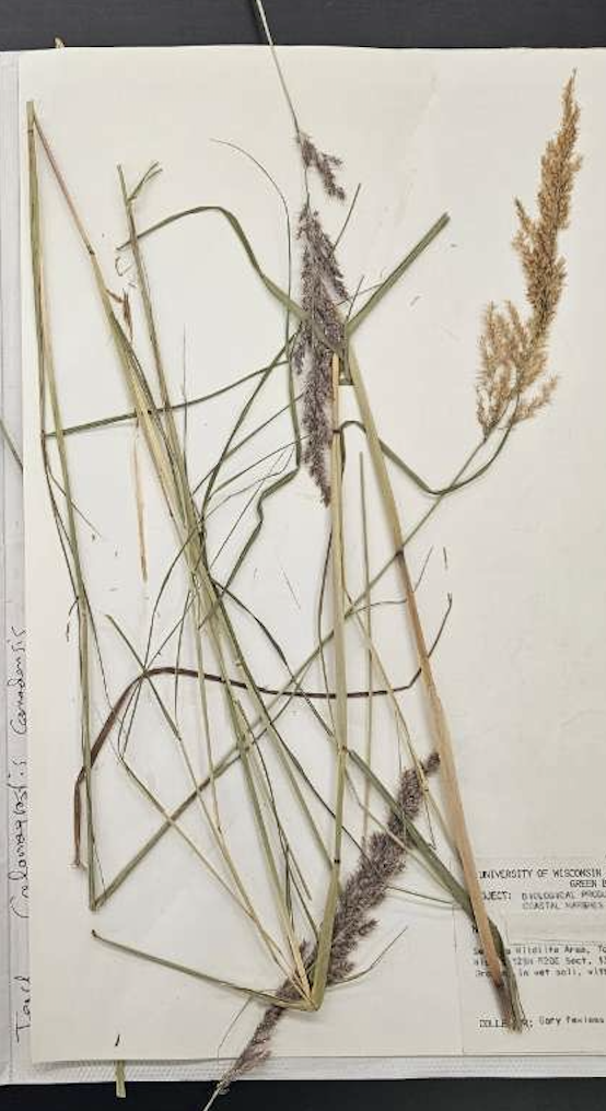 <p>plant?</p>
