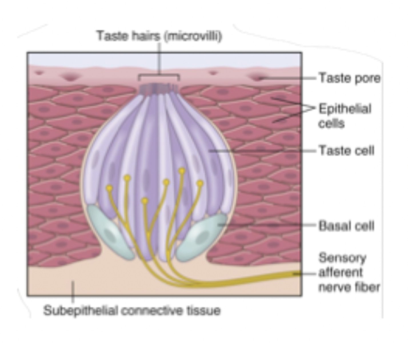 <p>-chemical dissolves in saliva &amp; diffuses into taste pore surrounding papillae<br>-chemical binds to receptor on gustatory hairs in taste pores &amp; generates an AP</p>