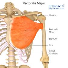 <p>Pectoralis major origin</p>
