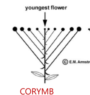 CORYMB
