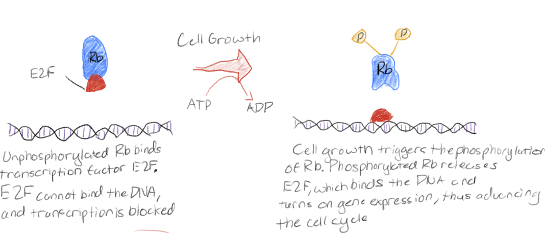 <p>Monitors cell size</p><p>When active (dephosphorylated), binds to transcription factors to block transcription</p>