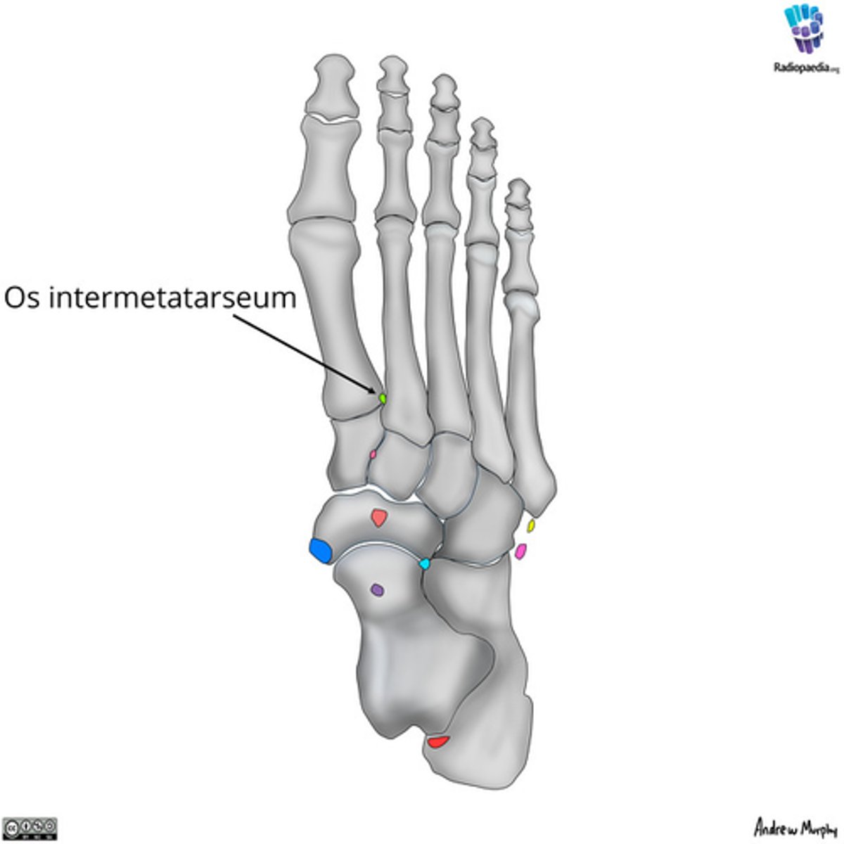 <p>Artt. intermetatarseae</p>