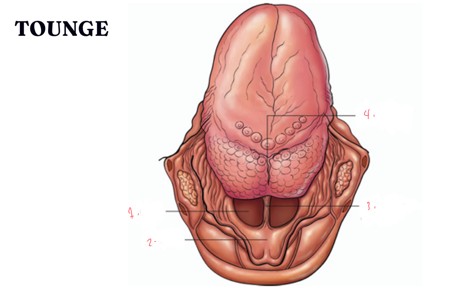 <p>identify the following parts of the tounge</p>