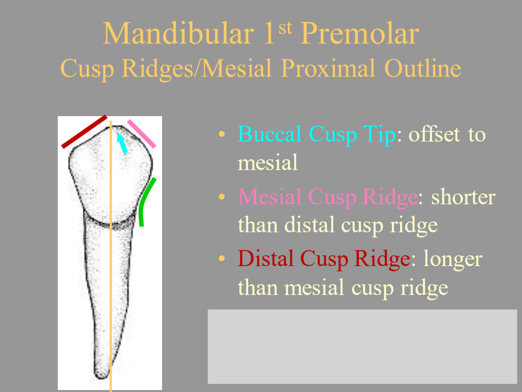 <p>A. Distal Cusp Ridge</p>