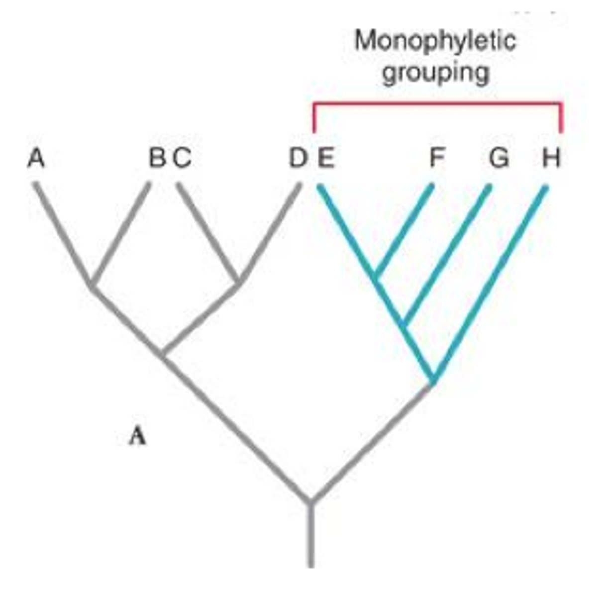 <p>A clade must be a monphyletic group which includes a common ancestor and all of its descendants.</p>