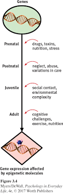 <p>“above” or “in addition to” (epi) genetics; the study of environmental influences of gene expression that occur without a DNA change.</p><p>Ex: identical twins—although they share exactly the same DNA, their unique experiences in life will cause some genes to express themselves. This is why, over time, identical twins come to behave differently.</p>