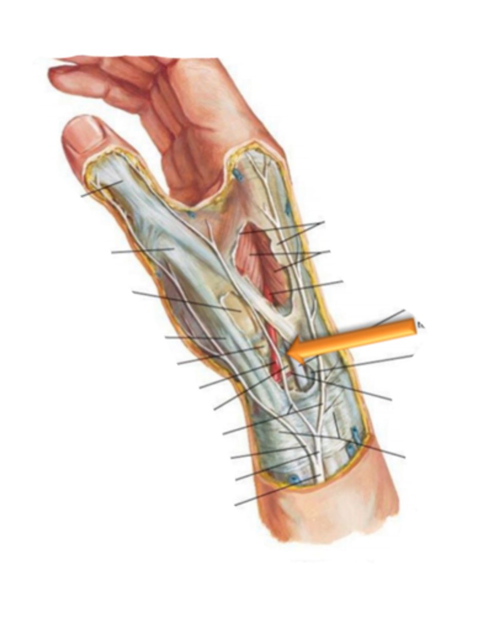 <p>identify the structure(s) indicated by the arrow</p>