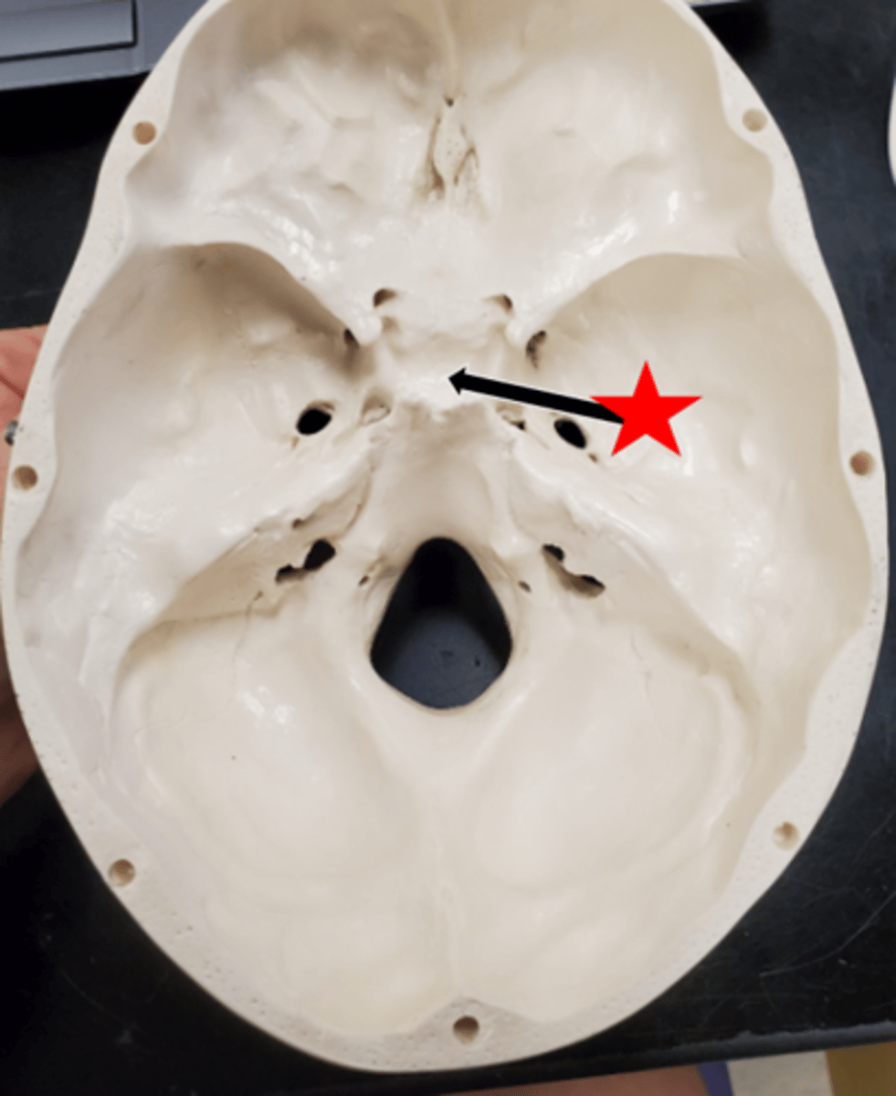 <p>Name the starred region in the image.</p>