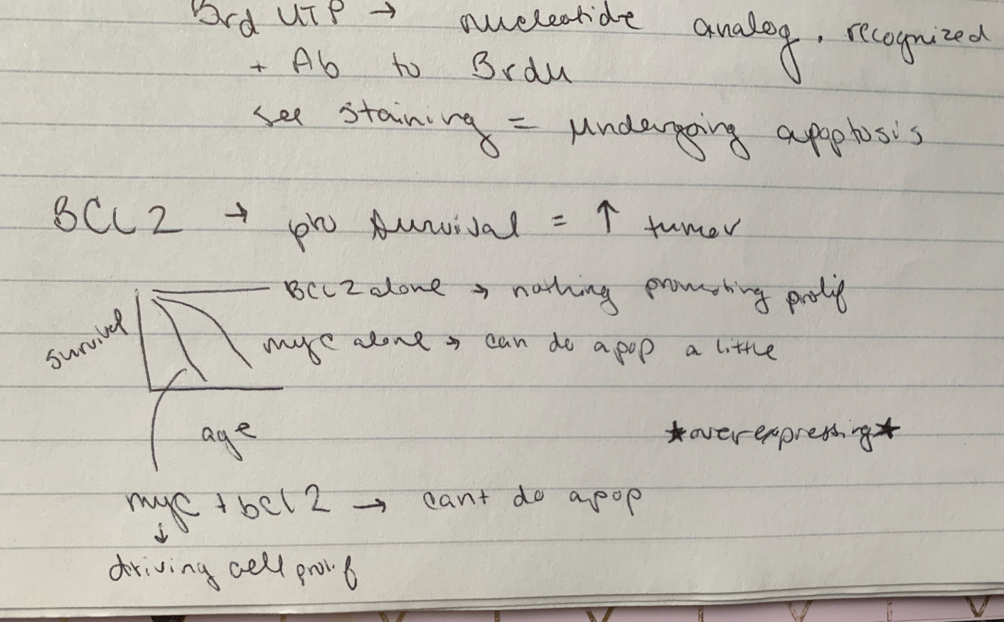 knowt flashcard image