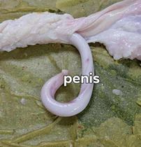 <p>Give the specific name of the organ and the specie it came from</p>