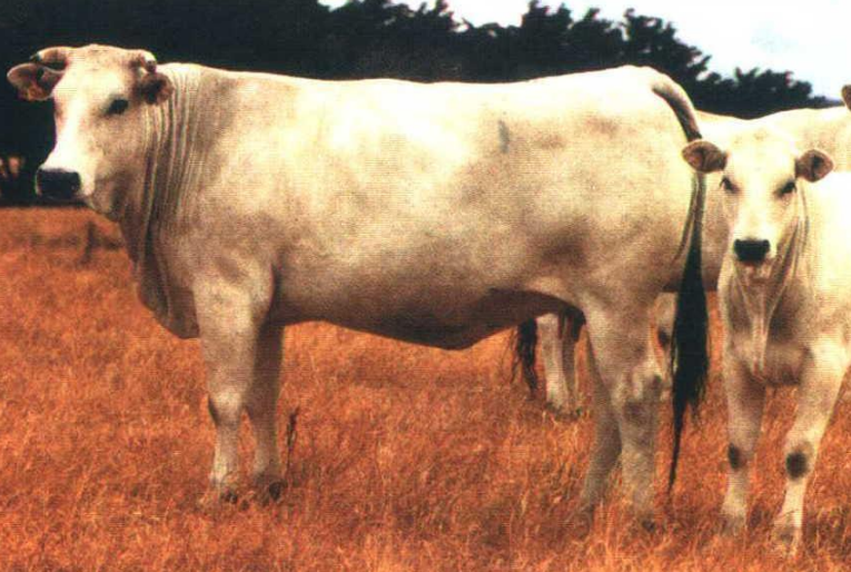 <p>Breed, type, place of origin?</p>