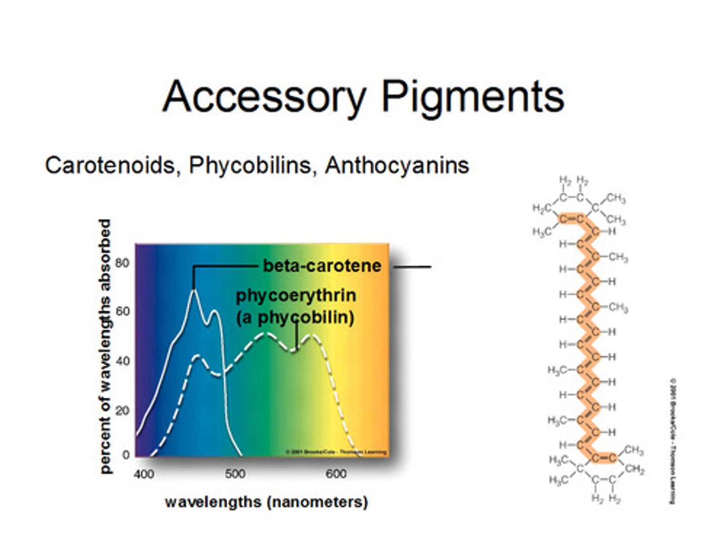 <p>such as fucoxanthin in brown alga, and phycobilin in cyanobacteria, widen ranges for photosynthesis.</p>