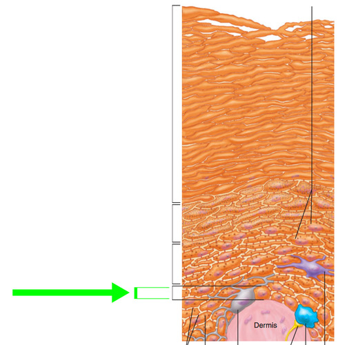 layer of epidermis?