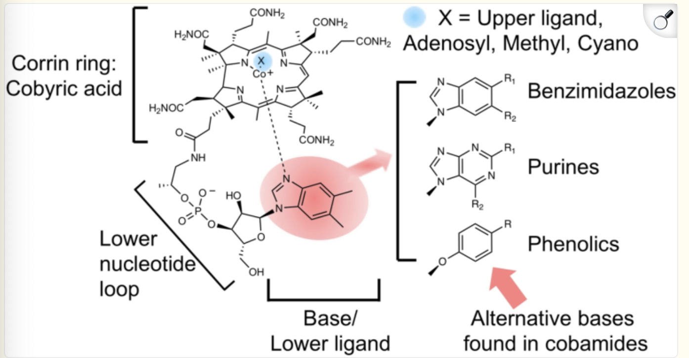 <p>the corrin ring that houses the cobalt, dimethyldenzimidazole (nucleotide loop) attached to the corrin ring, and an upper ligand (can swap for adenosyl ligand, cyanide, hydroxide, or methyl)</p>