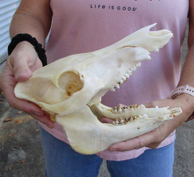 <p>large skull, sideways pointing teeth</p>