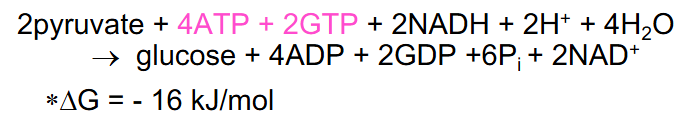 <p>- 2 pyruvate + 4ATP + 2GTP + 2NADH + 2H+ + 4H2O -> Glucose + 4ADP + 2GDP + 6Pi + 2NAD+ (Delta G is -16kJ/mol)</p><p>- IF simply reverse of glycolysis under same conditions (Delta G = +63kJ/mol, dont need to remember the number)</p><p>- So, need energy input (6ATP equivalents is what you need to know) (ATP helps drive energetically unfavourable reactions)</p><p>- Only 2 ATP gained in glycolysis</p><p>- extra ATP comes from fatty acid breakdown</p>