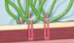 <p>Which cell junction type is depicted?</p>