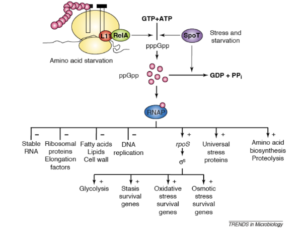 <p><strong> Helps reprogram the bacterial cell's metabolic pathways to prioritise essential functions during adverse conditions<mark data-color="red" style="background-color: red; color: inherit;"> by reducing translation and affecting gene expression. </mark></strong></p><ul><li><p>Turn down rRNA and tRNA genes</p></li><li><p>Turn up various operons involved in amino acidbiosynthesis.</p></li><li><p>However the effect is at the level of transcription as alarmones affect transcription of these genes.</p></li></ul><p></p>