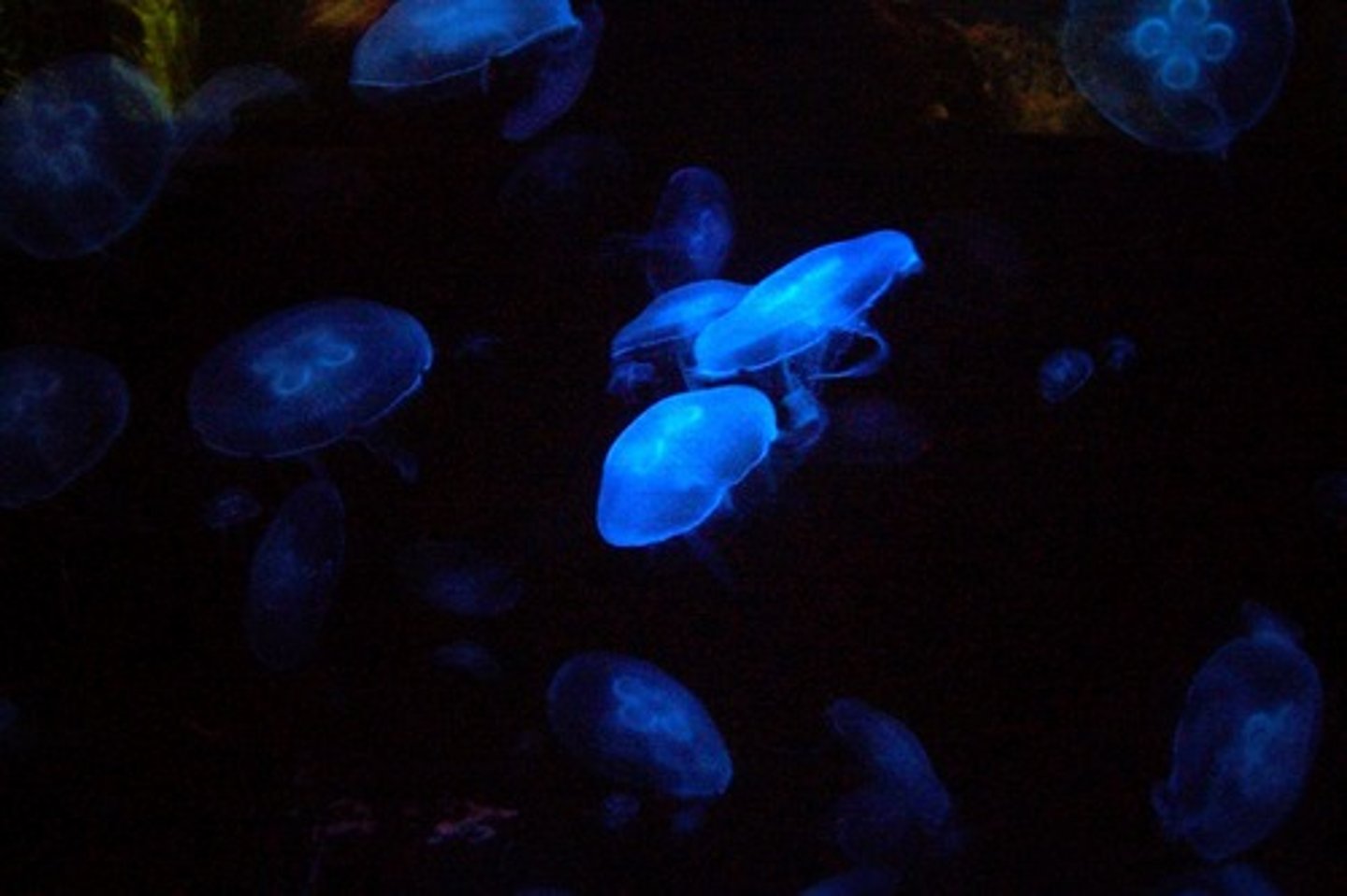 <p>light emitted by means other than burning, such as chemical or biochemical action or radiation</p>