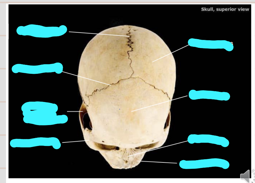 <p>label this superior view and the important sutures</p>