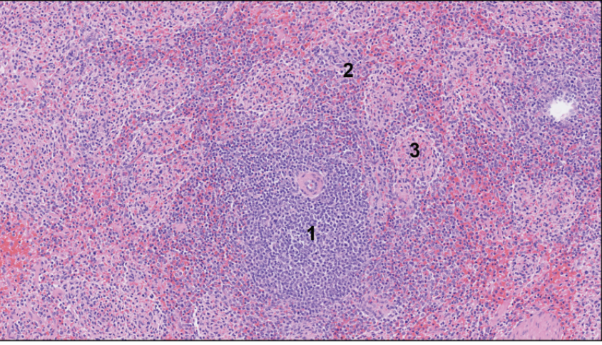 <p>Spleen, pig</p>