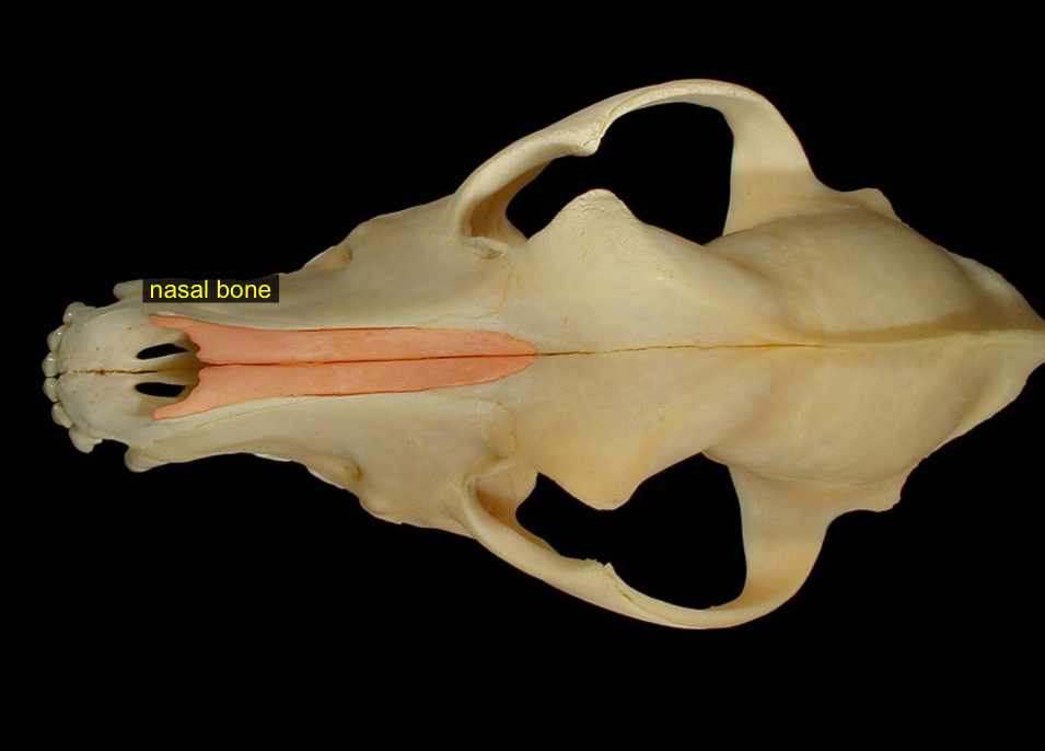 <p>two lines going up muzzle</p>