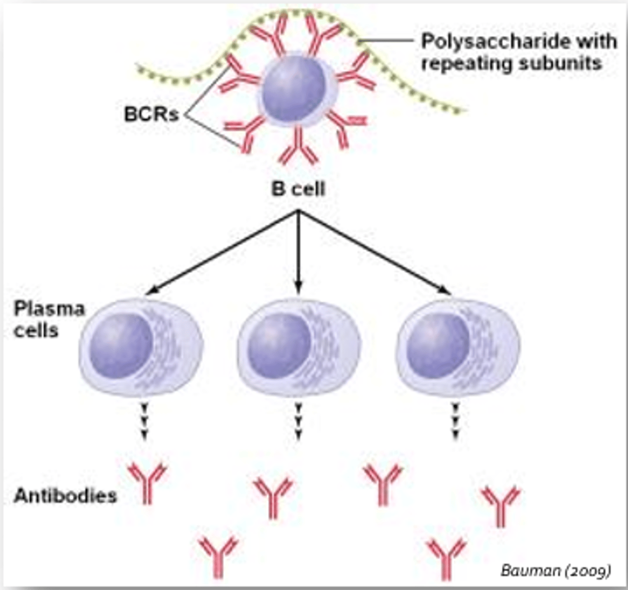 <p>- Occurs without help from T-cells</p><p>- Initiated by cross-linking of B-cell receptors by antigen </p><p>- Initiated by cross-linking of more than one B-cell receptor by repeating epitopes contained on evolutionarily conserved structure such as the capsule of the influenza virus, lipopolysaccharide expressed in the outer cell wall of gram-negative bacteria, bacterial flagella, and other viral capsids </p><p>- Less intense and not much immunologic memory; time course similar </p><p>Typical antigens include: </p><p>- Influenza virus capsule </p><p>- LPS of gram negative bacteria </p><p>- Bacterial flagella </p><p>- Other viral capsids</p>