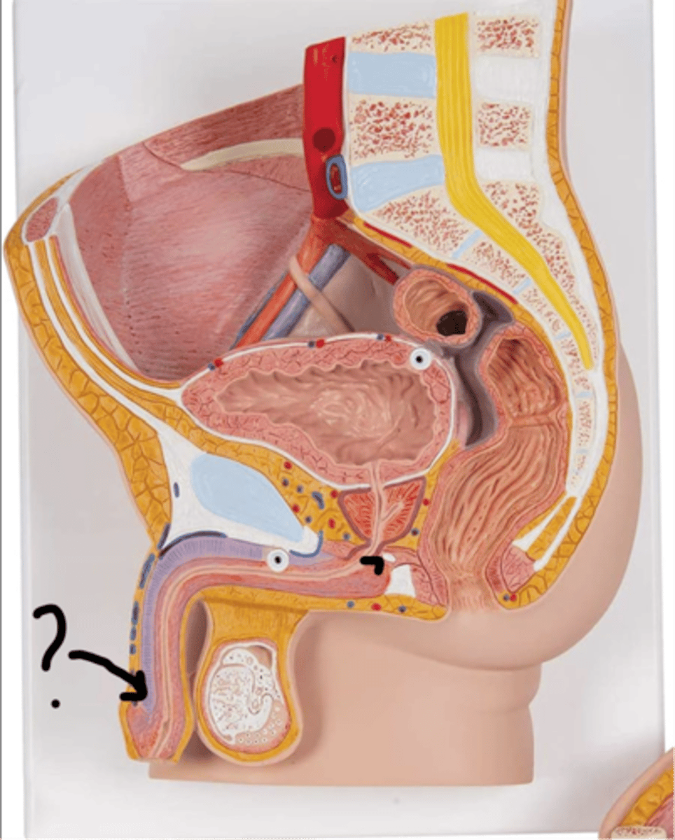 <p>name this tissue</p>