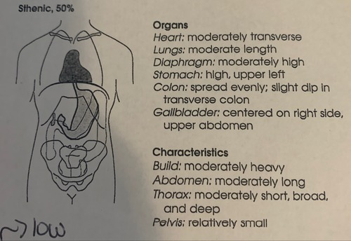 <p>one of four body habitus. 50% frequency in population. avg .more than 85% of population has this or hyposthenic. (box 2.1) </p><p>heart- moderatly transverse </p><p>lungs- moderate length</p><p>diaphragm- moderately high</p><p>stomach- high upper left </p><p>colon- spread evenly slight dip in transverse colon </p><p>gallbladder- centered on right side upper abdomen </p>