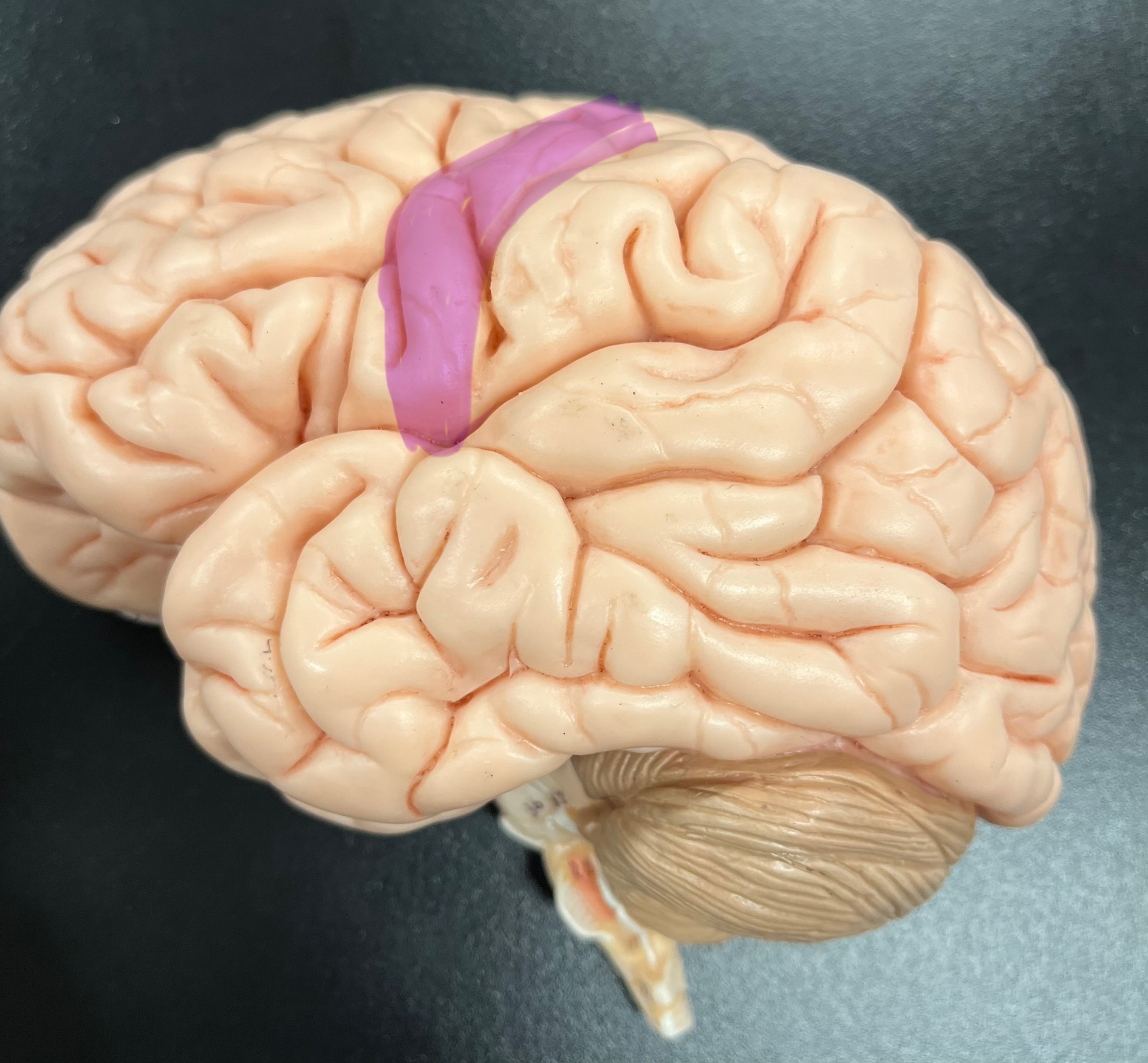 <p>precentral gyrus</p>