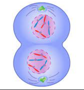 
1. chromosomes uncondensed + uncoiled 
2. nuclear envelope and nucleoli reform
3. centrosomes not at opposite poles
4. mitotic spindle break down
5. cytokinesis= end up with 2 identical daughter cells