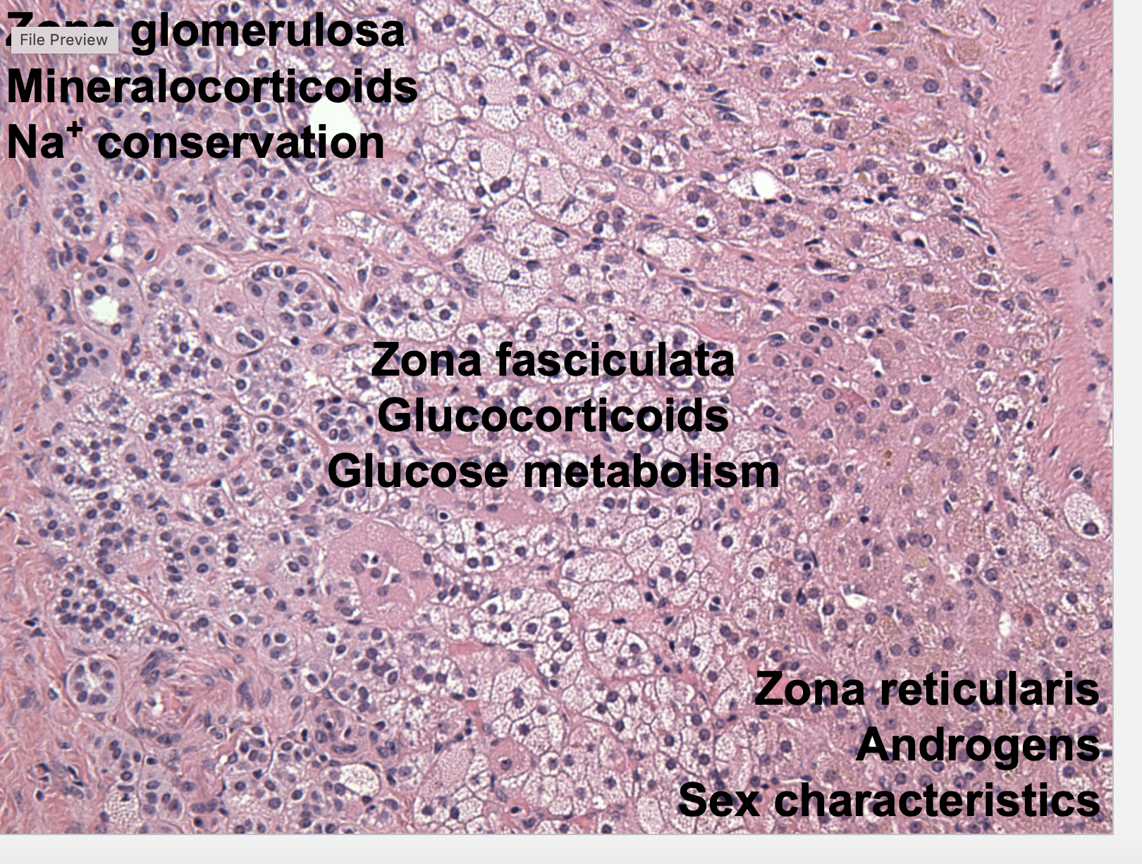 <p>Adrenal cortex (blue, white, red)</p>