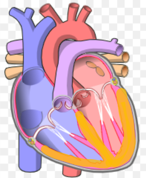 <p>What is the name the highlighted portion of the heart?</p>