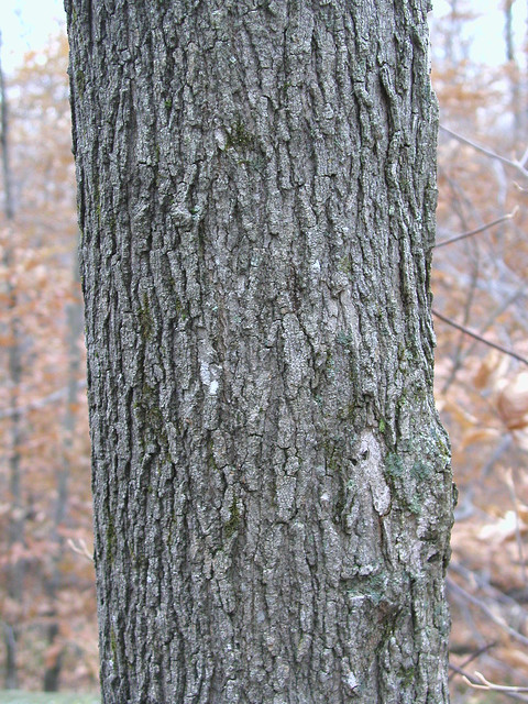 <p>sugar maple, Acer saccharum, Sapindaceae</p>