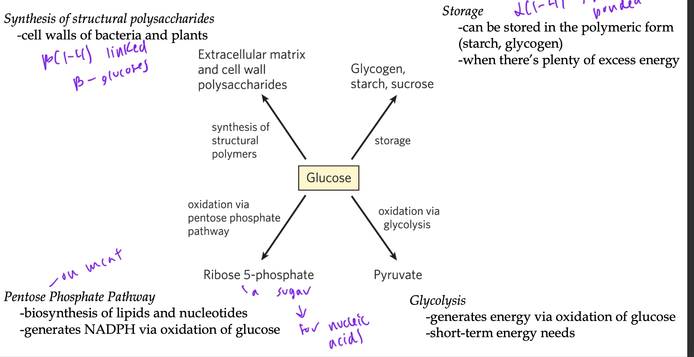 <ul><li><p>storage as starch, glycogen</p></li><li><p>oxidation via glycolysis to pyruvate</p></li><li><p>oxidation via pentose phosphate pathway to ribose-5-phosphate for nucleic acids</p></li><li><p>synthesis of structural polysaccharides (cell walls)</p></li></ul><p></p>