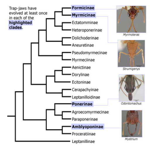 based on this tree, the a group of ponerinae and amblyopninae would be considered 
___________; while the myrmicinae and formicinae are ______________________.

a) polyphyletic; monophyletic
b) monophyletic; paraphyletic
c) polyphyletic; paraphyletic
d) Monophyletic; polyphyletic