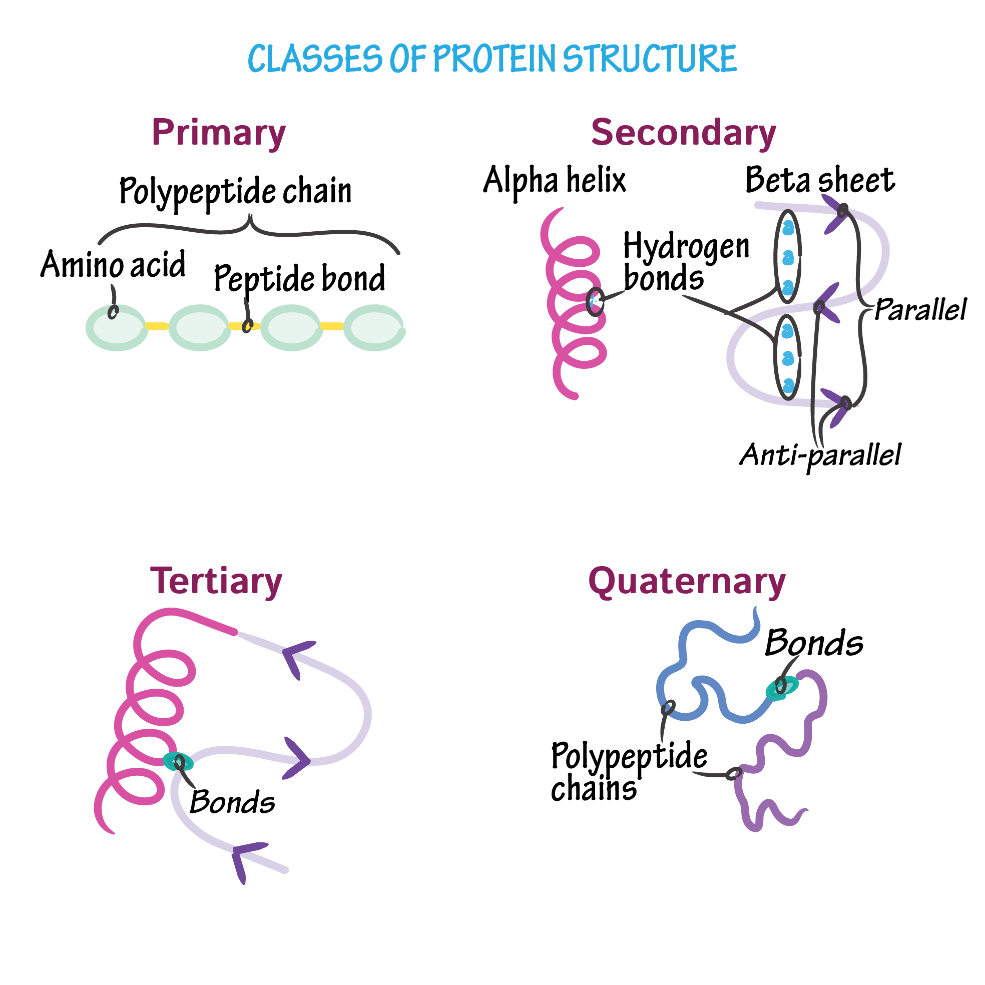 <p><span><span>What is quaternary structure?</span></span></p>