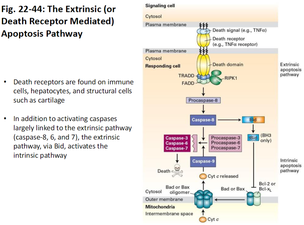 <p><strong>Death Receptors</strong><br> Located on immune cells, hepatocytes, and structural cells (e.g., cartilage)<br> Trigger apoptosis when bound by external death signals</p><p><strong>Caspase Activation</strong><br> Activates initiator caspase-8<br> Caspase-8 activates effector caspases 6 and 7<br> Leads to systematic breakdown of cellular proteins and DNA</p><p><strong>Cross-Talk with Intrinsic Pathway</strong><br> Via Bid, the extrinsic pathway can activate the intrinsic (mitochondrial) apoptosis pathway</p>