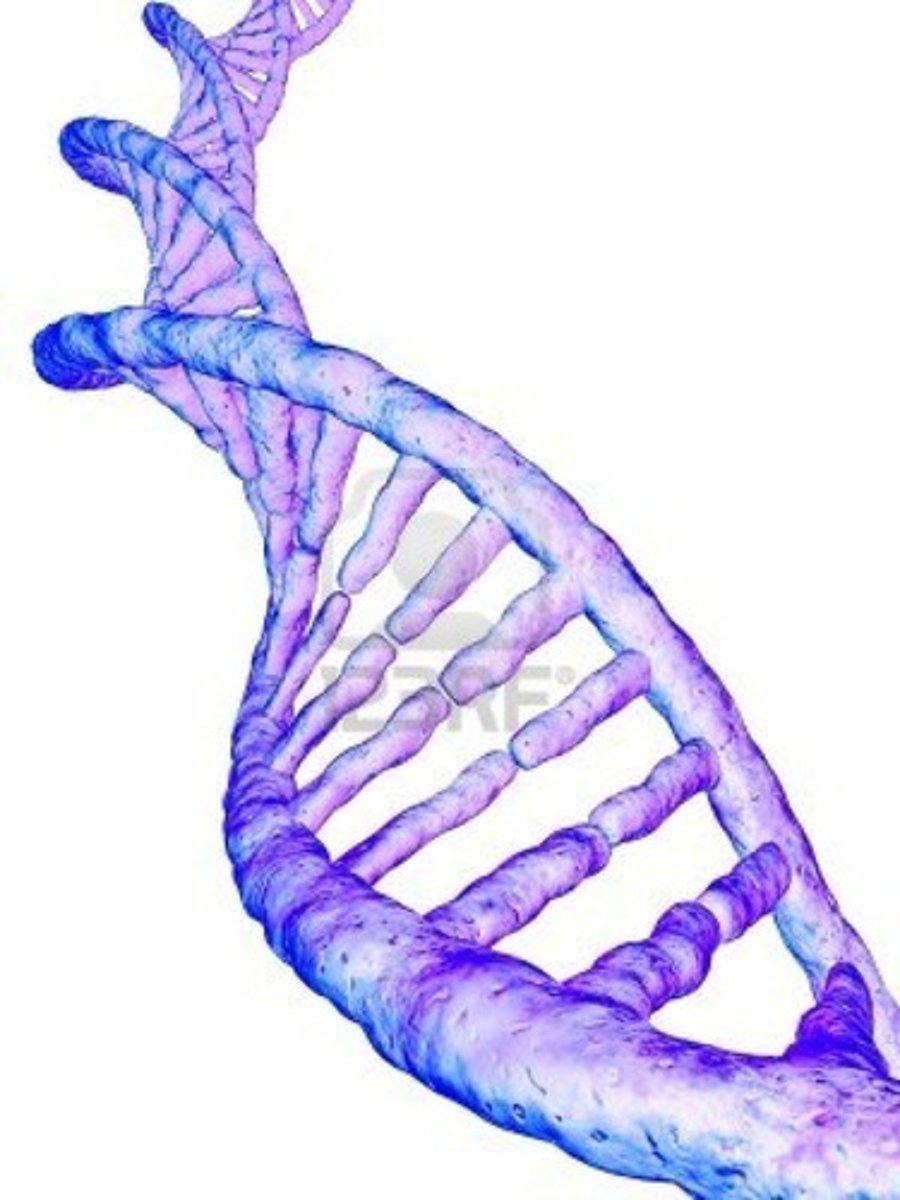<p>gene</p>