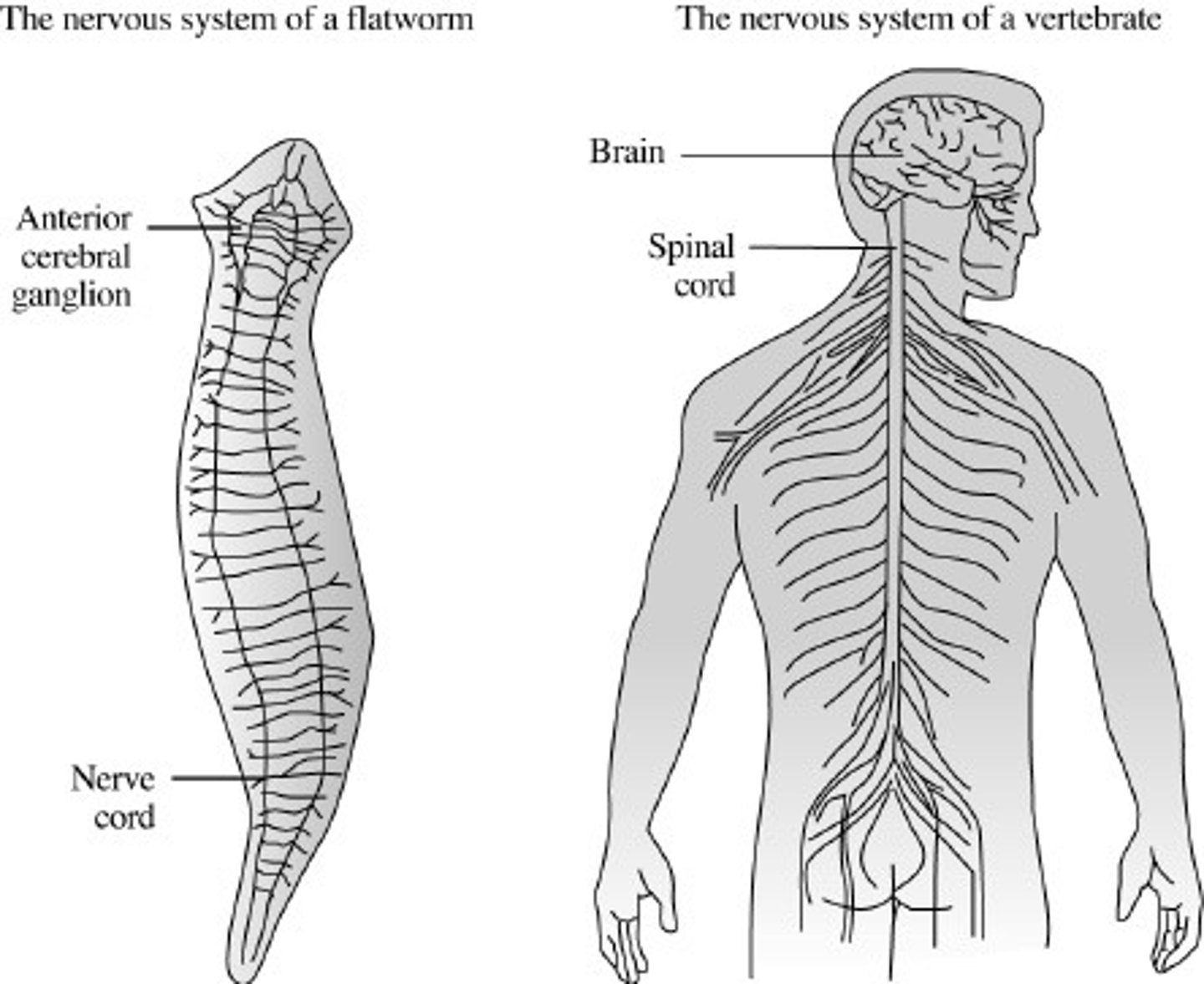 <p>concentration of sense organs and nerve cells at the front of an animal's body</p>