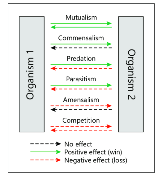 Commensalism & Amensalism will not result in ____ .