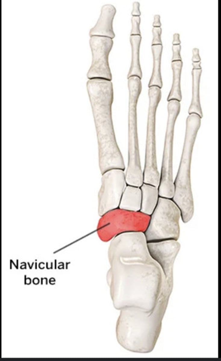 <p>tarsal bone</p>